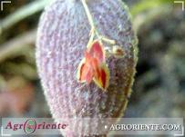 : Lepanthes aculeate
